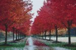 (image for) Fall Colors